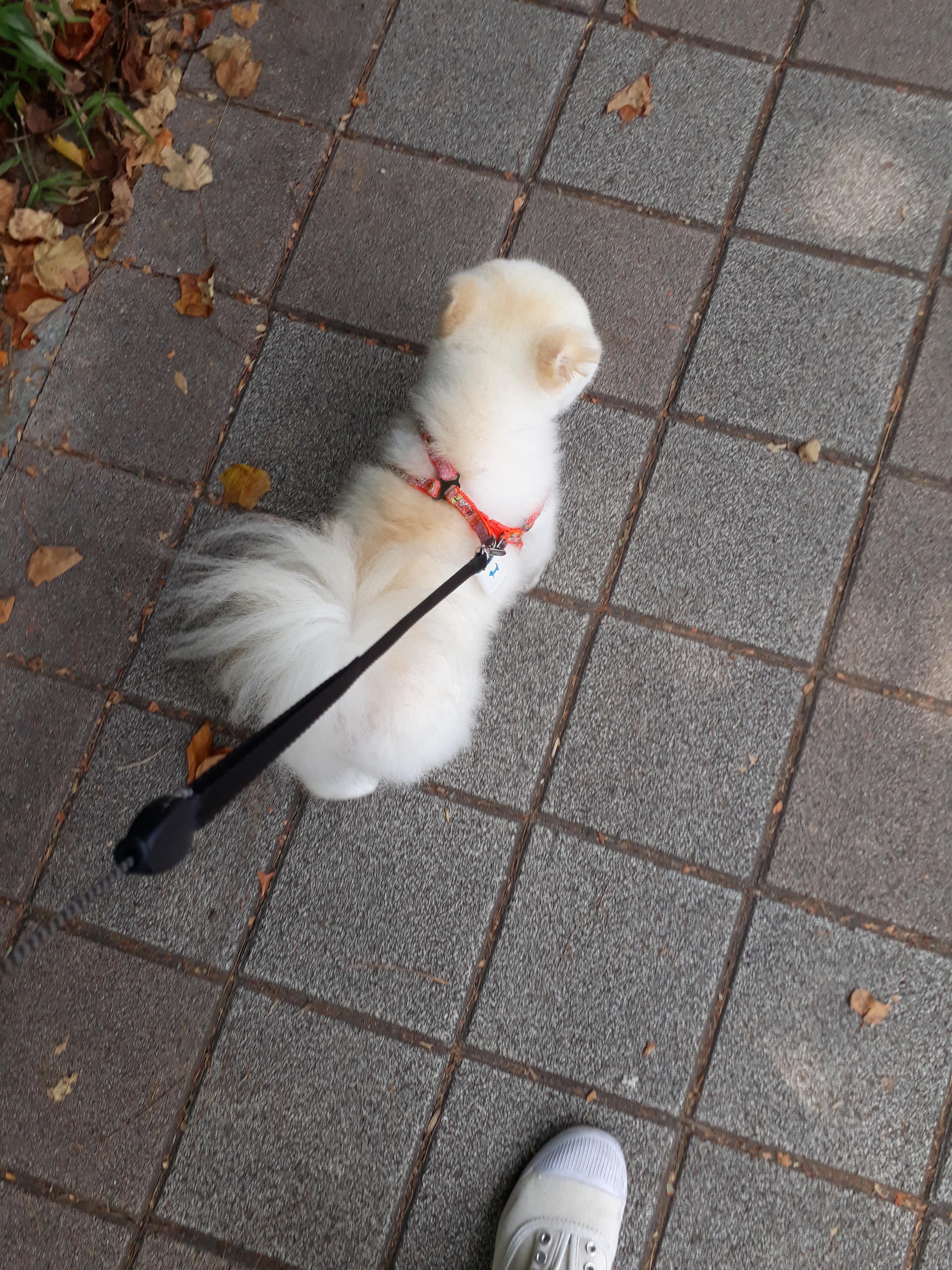 강아지 훈련 시키는 방법 : 사회성 훈련방법&amp;#44; 간식