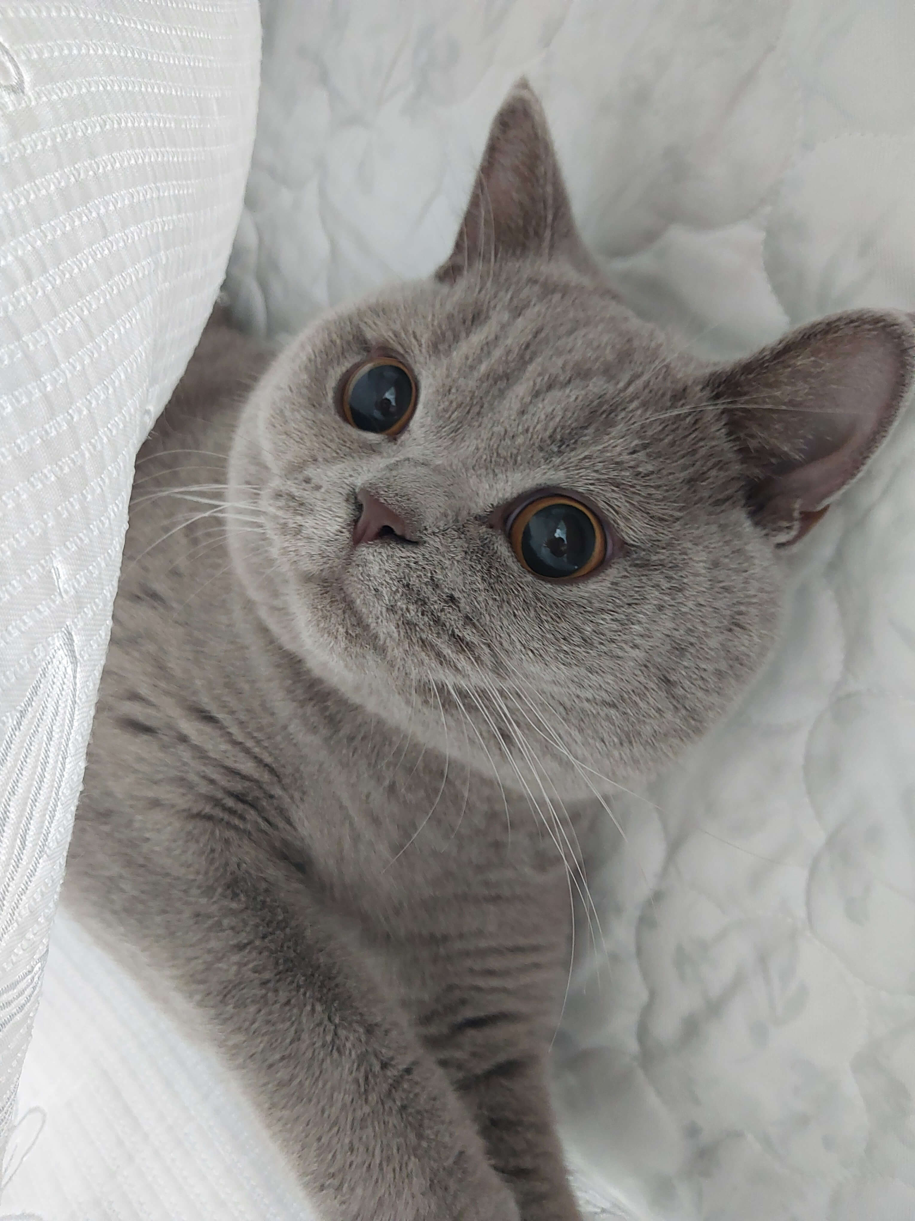 누니는 이불 속 까꿍놀이를 좋아해요.