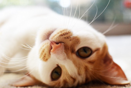 누워서 이쪽을 보는 고양이의 얼굴 업.