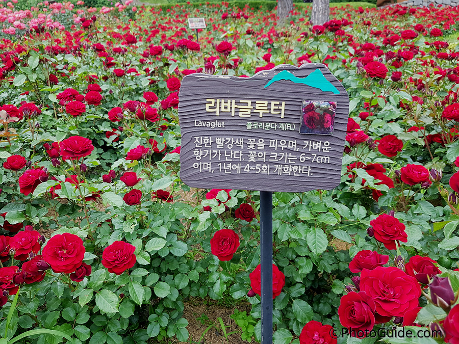 리바글루터