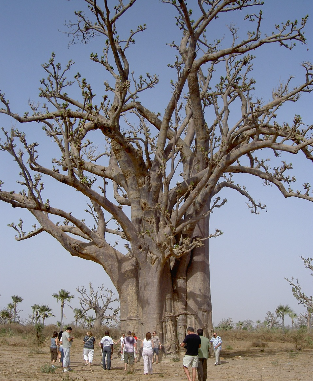 서아프리카_세네갈