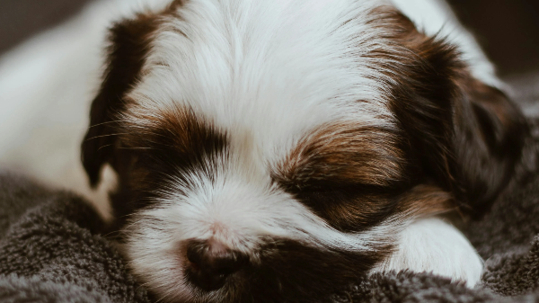 잠들어 있는 강아지