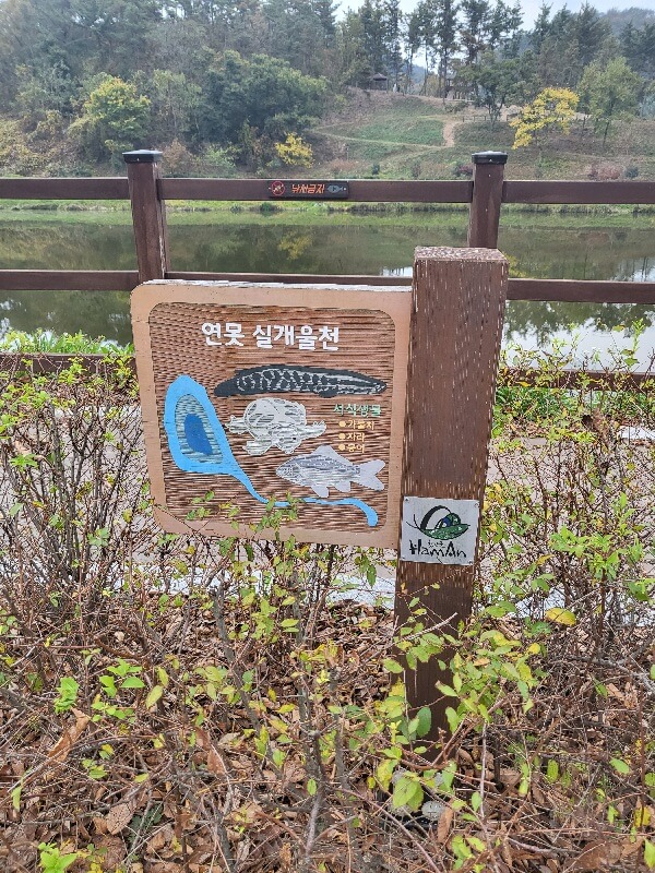 함안 악양생태공원 핑크뮬리