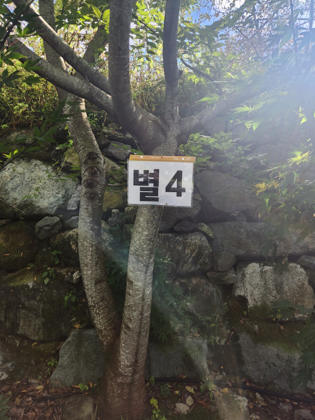 밀양 은하수캠핑 관광농원