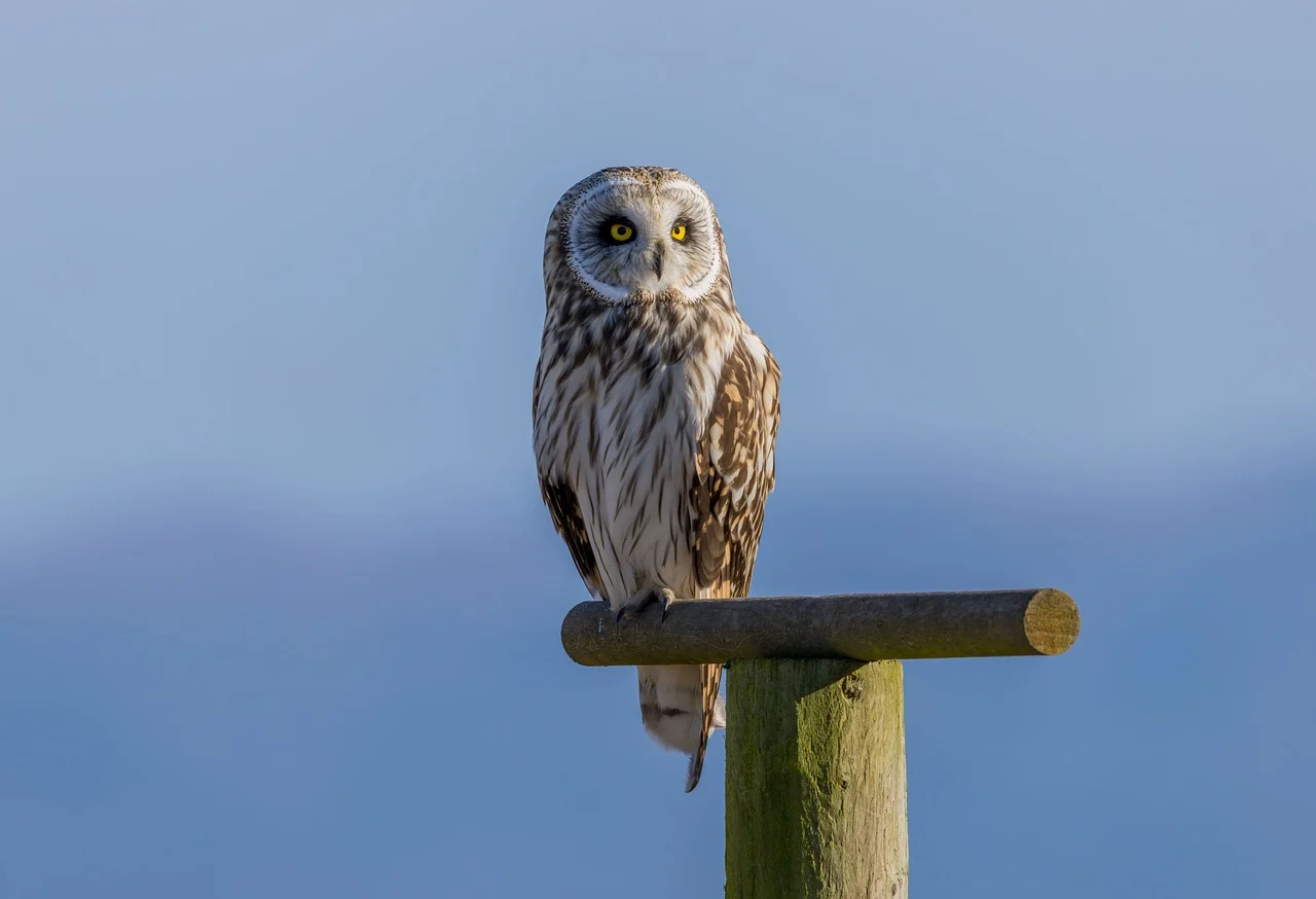 제8편 자기고양 편향(Self-Enhancement Bias): 평균 이상이라고 믿는 인지적 경향