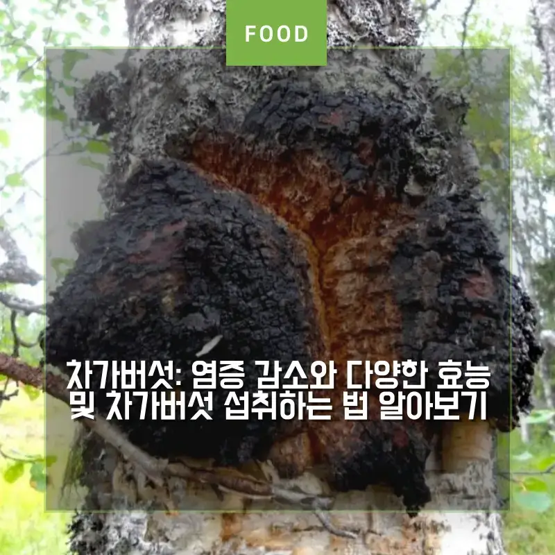 자작나무에 자라는 차가버섯 썸네일