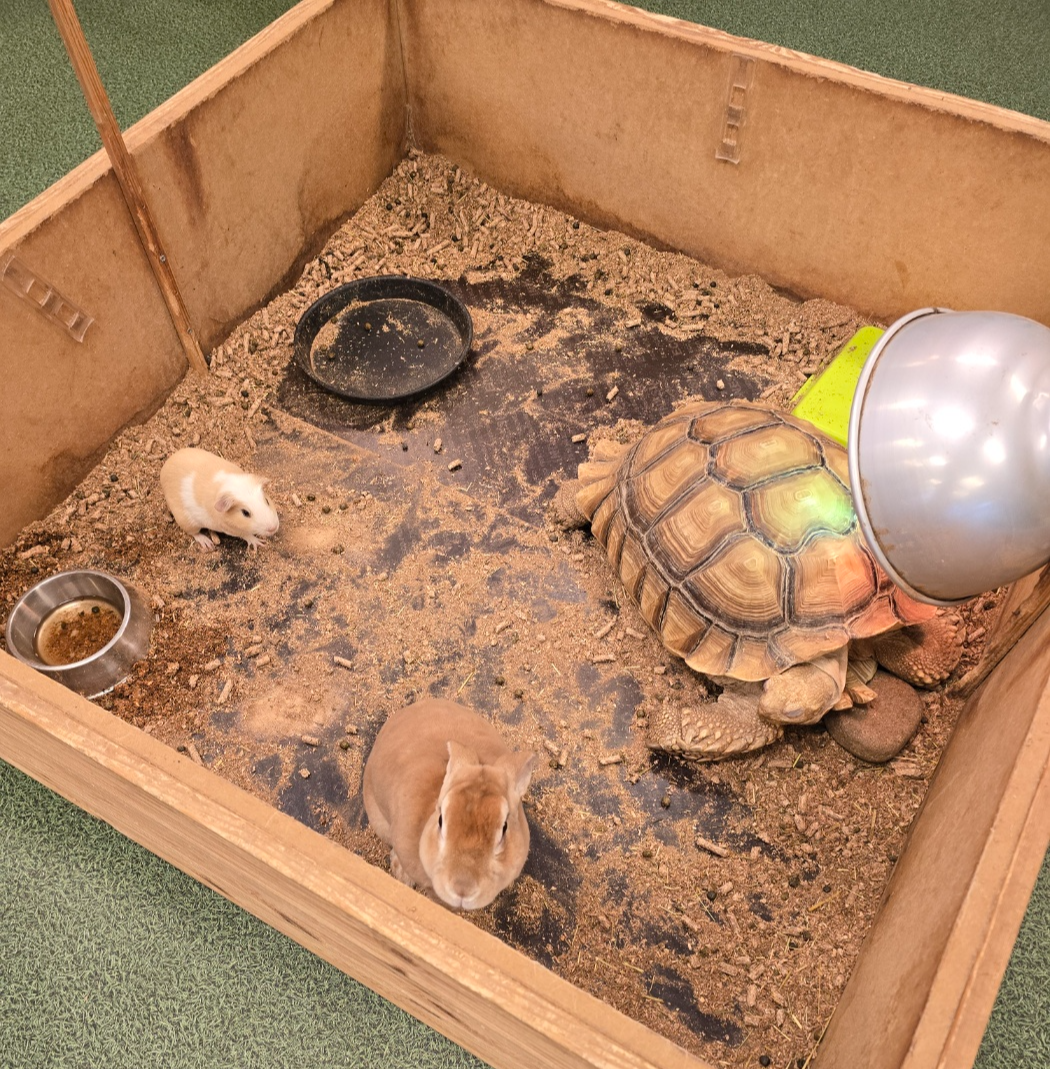 거북이 토끼 기니피그가 살고있는우리