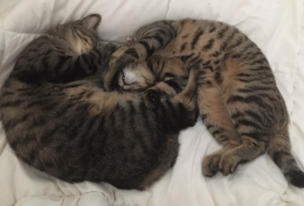 고양이 두 마리가 자고 있는 사진.