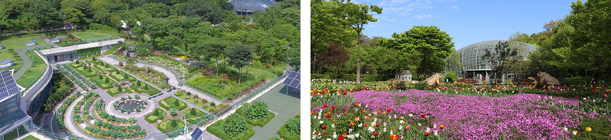 신구대학교 식물원 수국