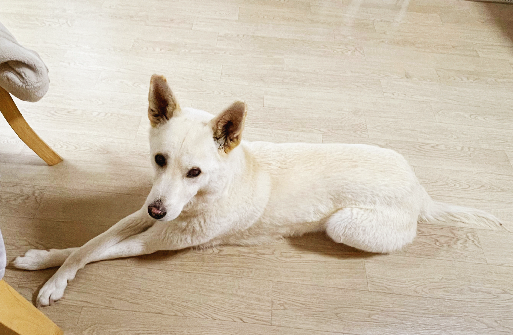 강아지 사춘기 변화