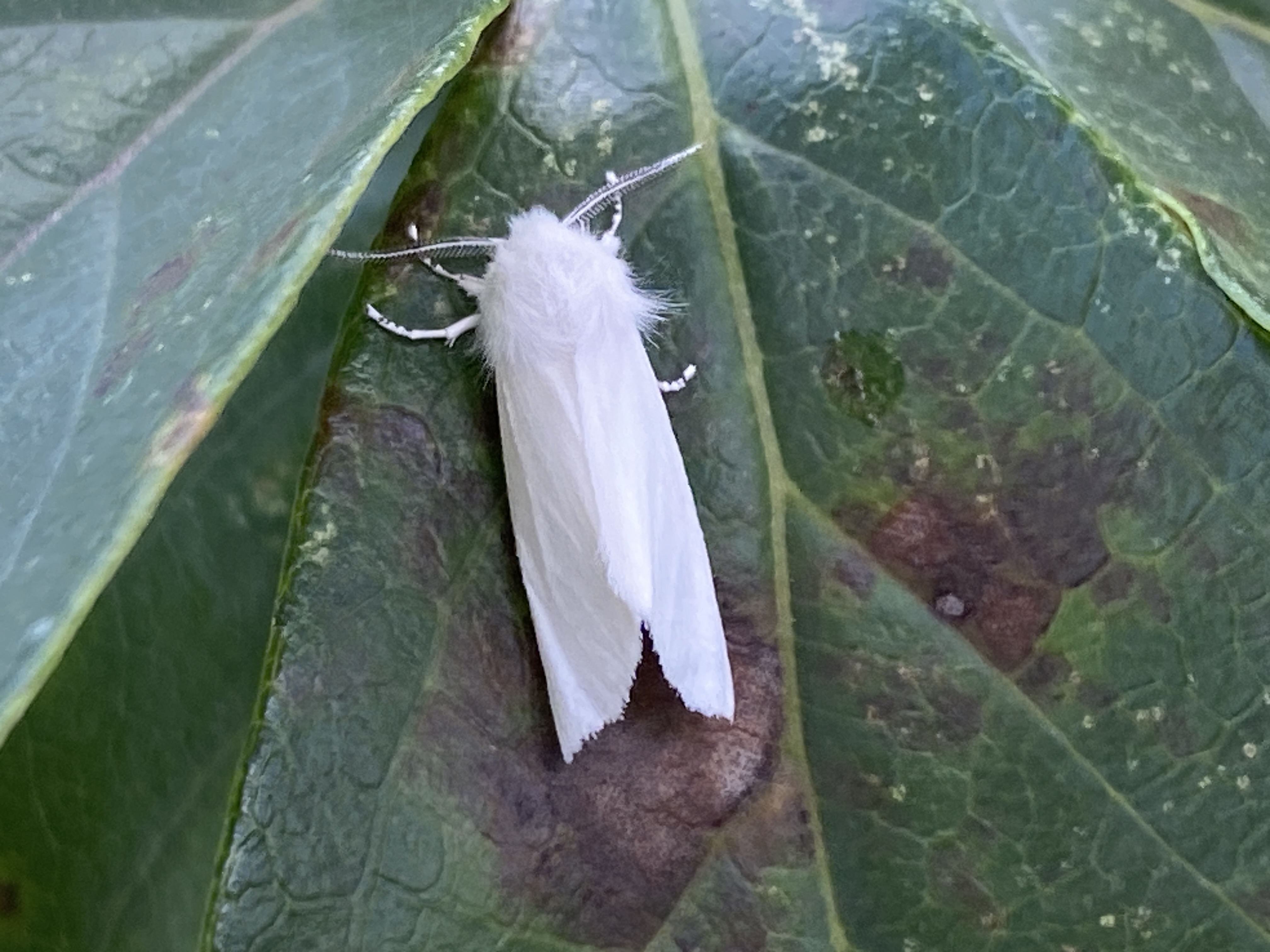 미국흰불나방10