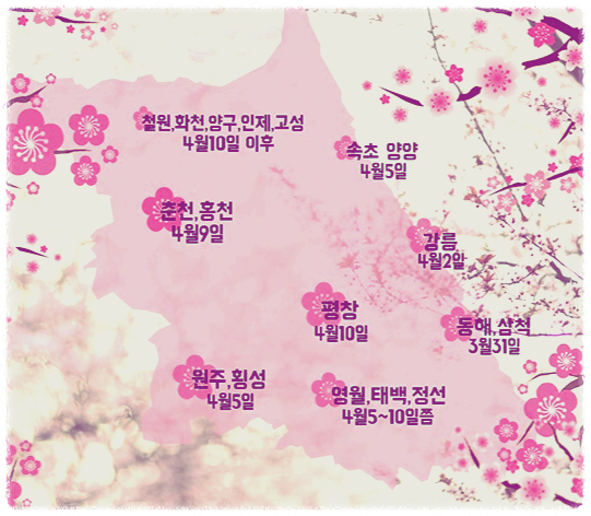 강원도 벚꽃 개화시기와 명소