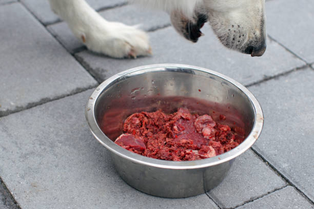 생식 사료 급여 시 주의할 점