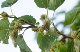 뽕나무 뿌리 효능 뽕나무 열매 오디 가지 잎 효능 뽕나무 병충해