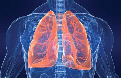 폐건강에 좋은 음식 및 약초