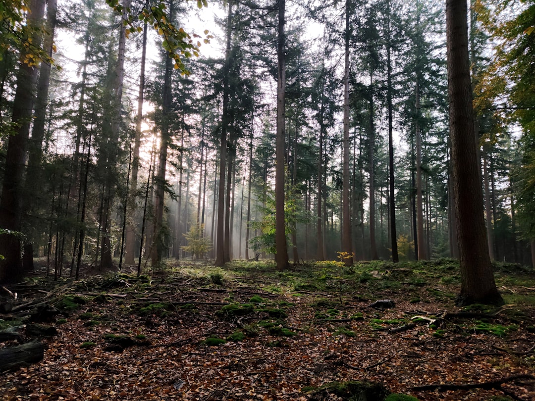 Forest.