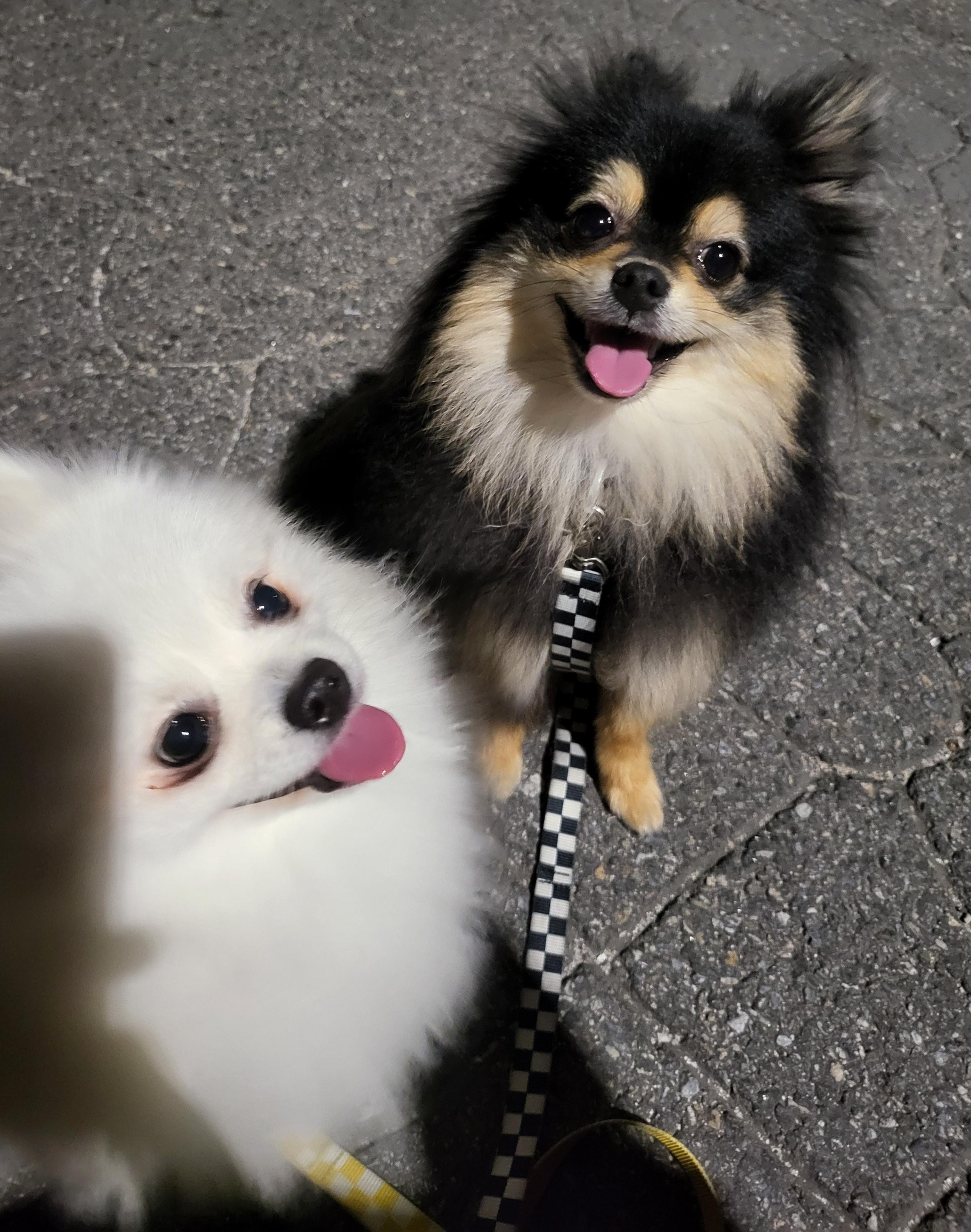 산책중인 하콩&amp;달콩