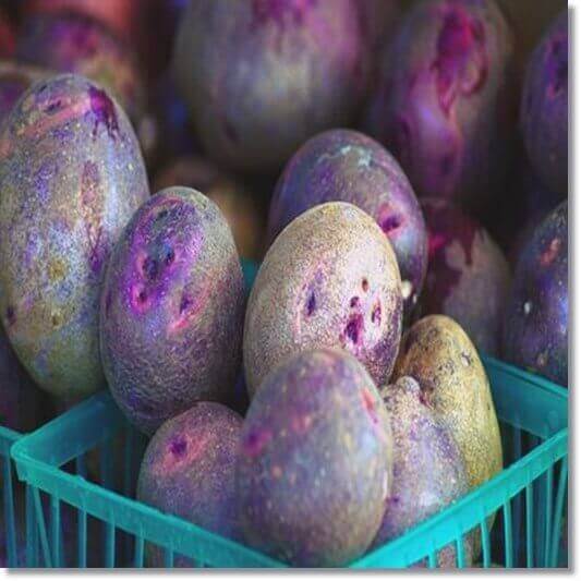 자색 감자 효능 및 영양성분 먹는 법과 주의점