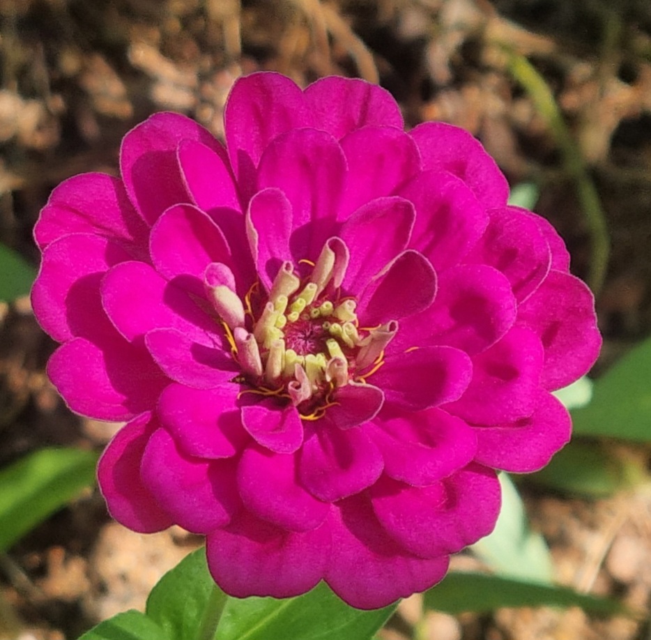 꽃잎이 여러 겹으로 핀 백일홍의 풍성함