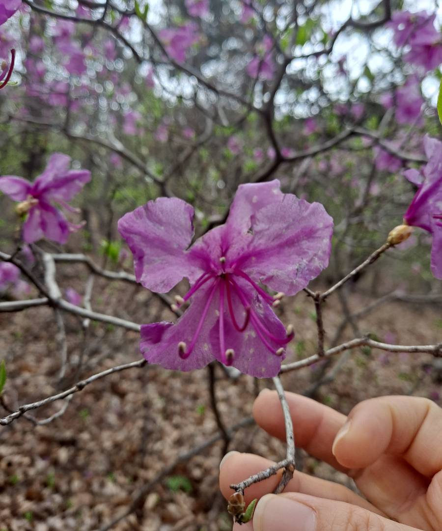 산행길 진달래 접사