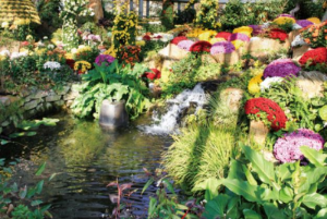 아침고요수목원 24회 국화전시회 개최