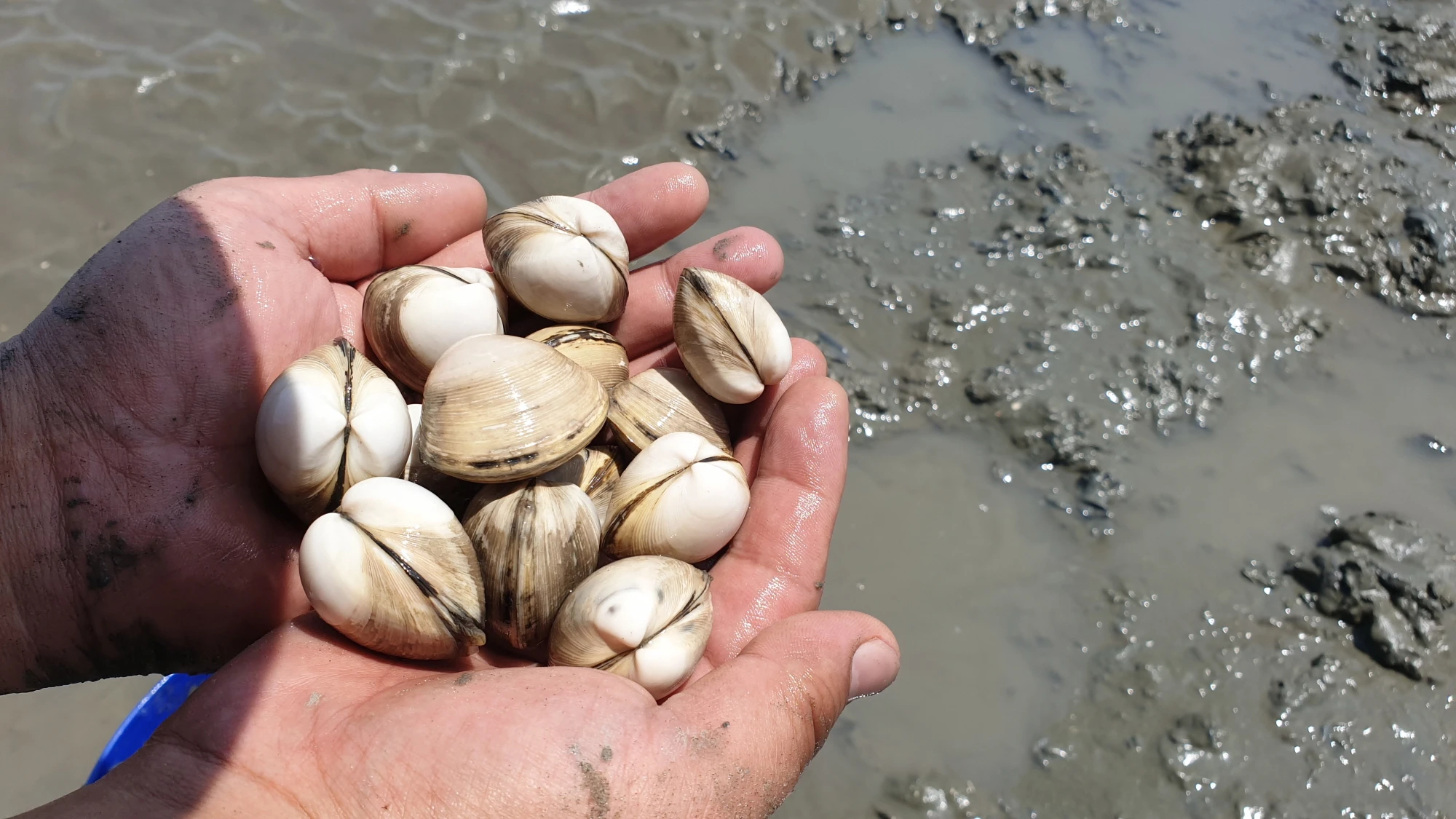동죽조개 해루질 모습