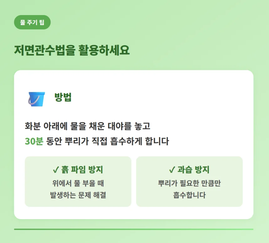 "과습과 흙 파임을 방지하는 바질 저면관수 화분 관리 팁"