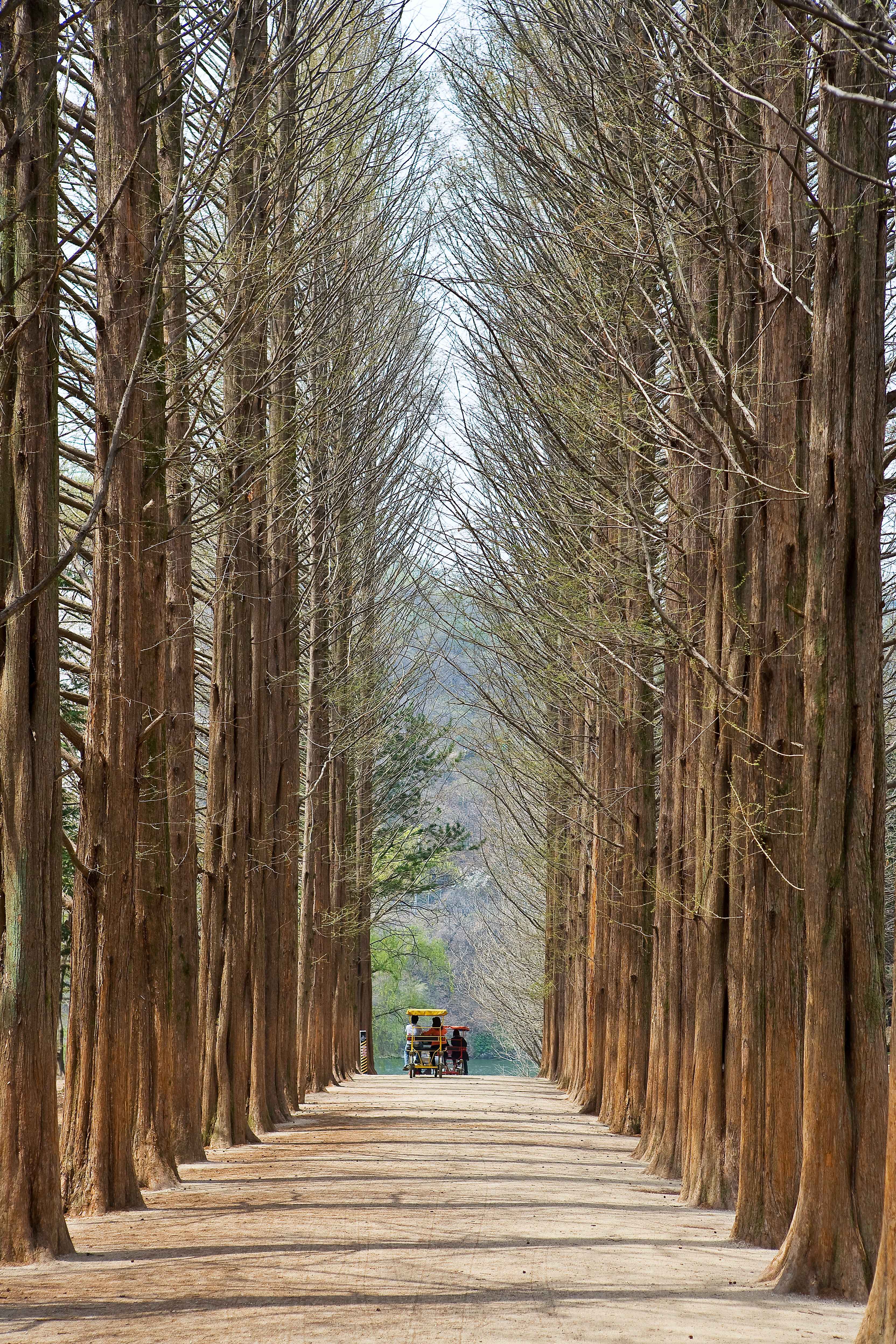 메타세콰이어길 쪽뻗은 아름다움