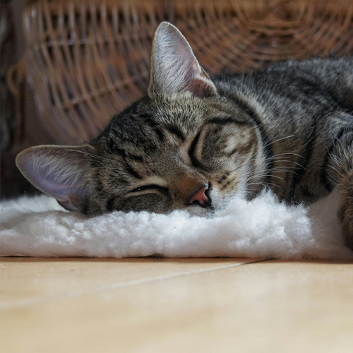 숙면에 좋은 음식