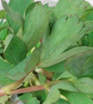 방풍나물 효능 부작용 요리 고르는법 칼로리