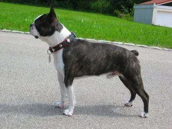 보스턴 테리어 애교만점 강아지 특징_6