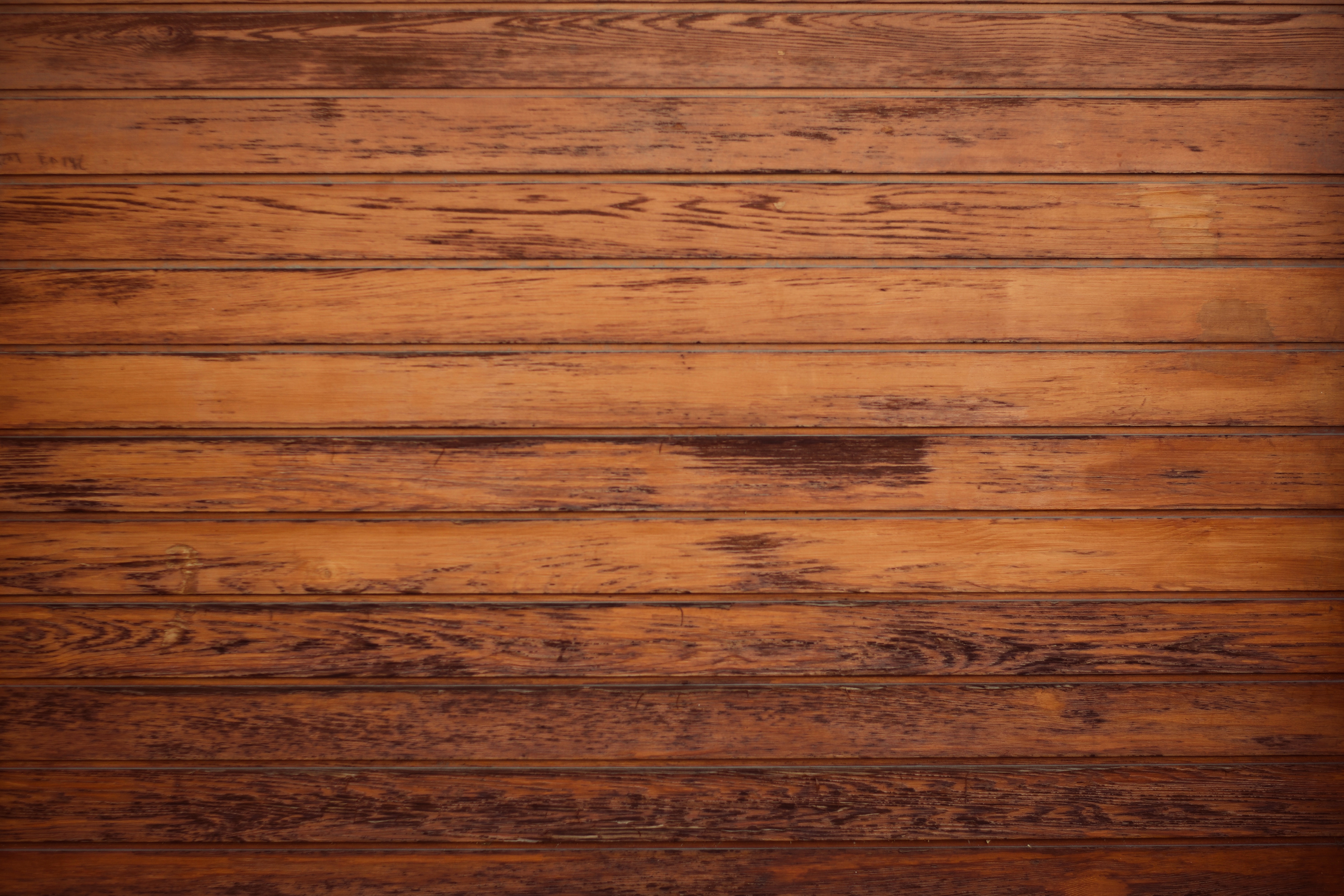 마른나무 흰개미