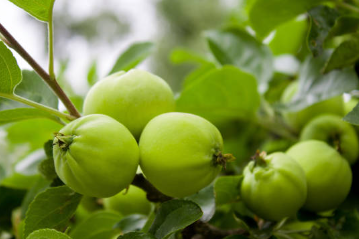 피로회복에 좋은 매실