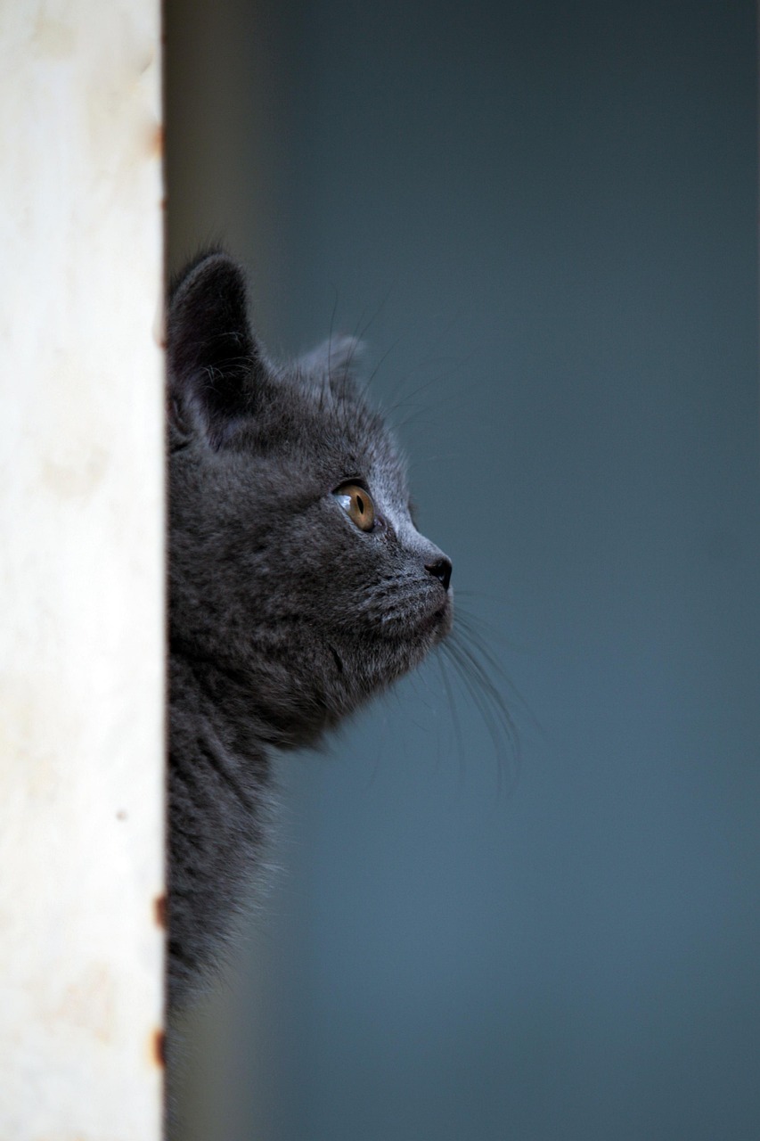 고양이 식이알레르기 (13)
