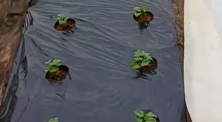 강낭콩 파종시기와 거름 주는 방법 정리 1