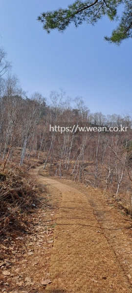 자작나무숲이에요.