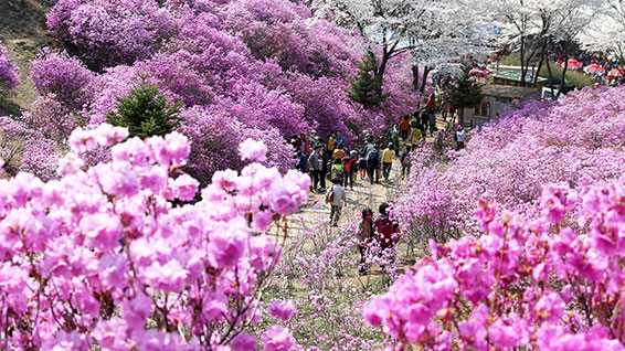 부천원미산진달래축제