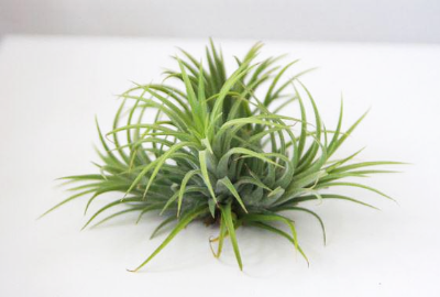 틸란드시아 이오난사 꽃