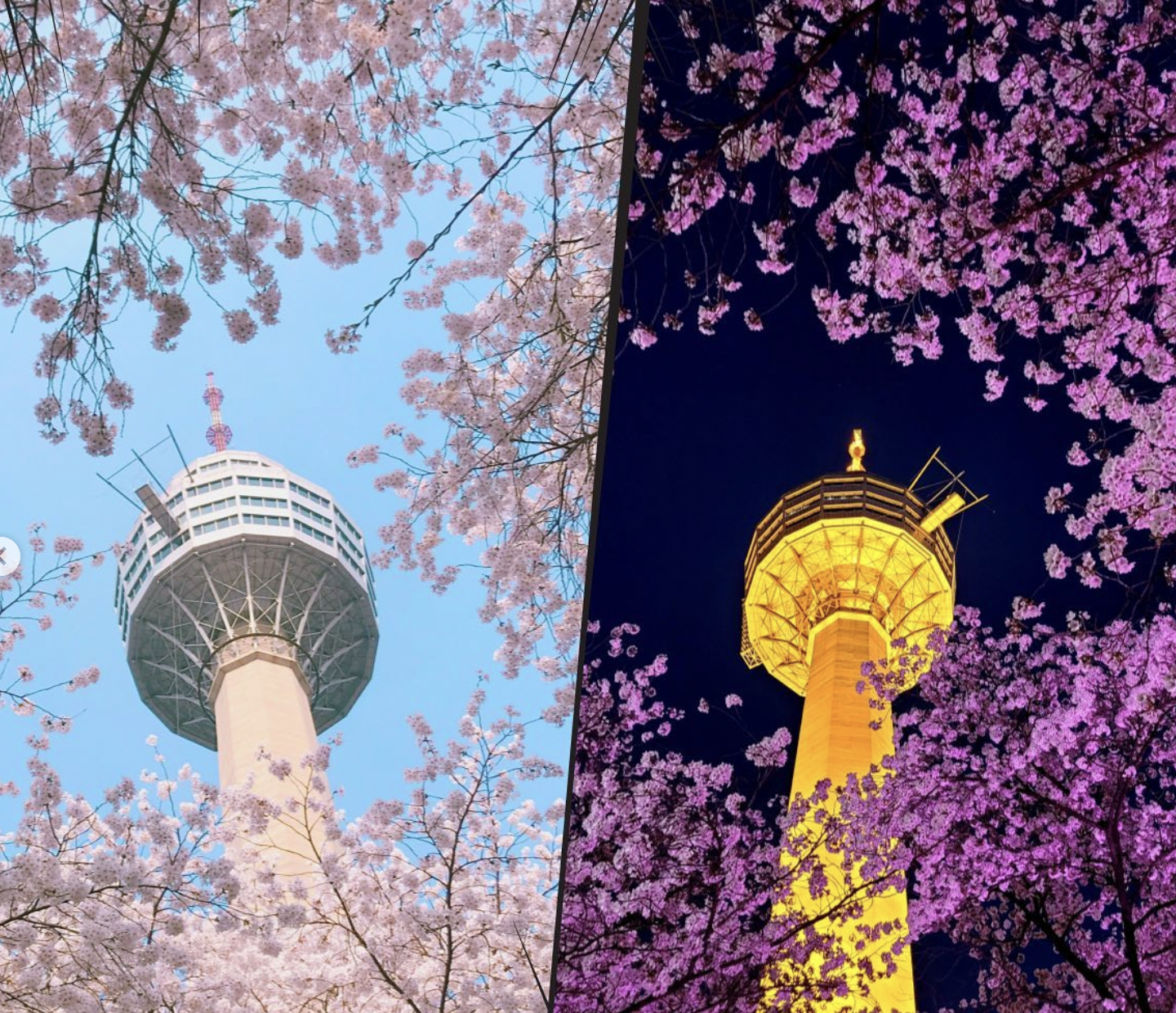 대구 이월드 벚꽃 축제