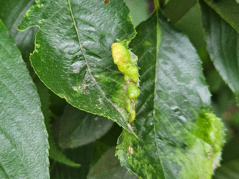 모리츠잎혹진딧물1