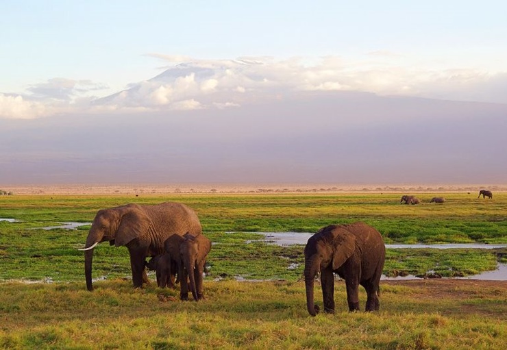 아프리카-코끼리