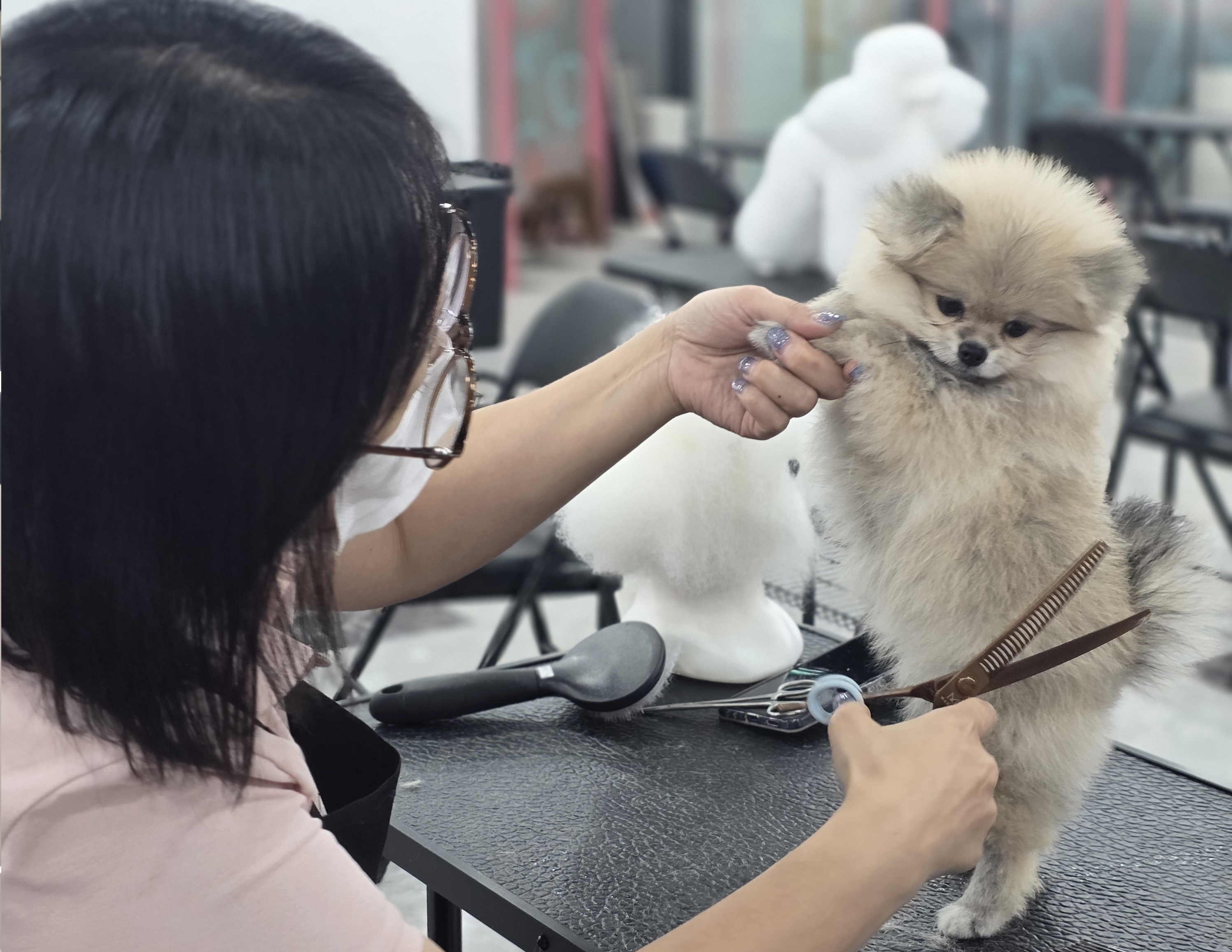 대전_관저동애견미용학원