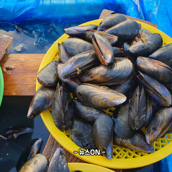 홍합 효능