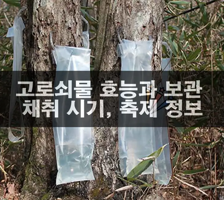 고로쇠물