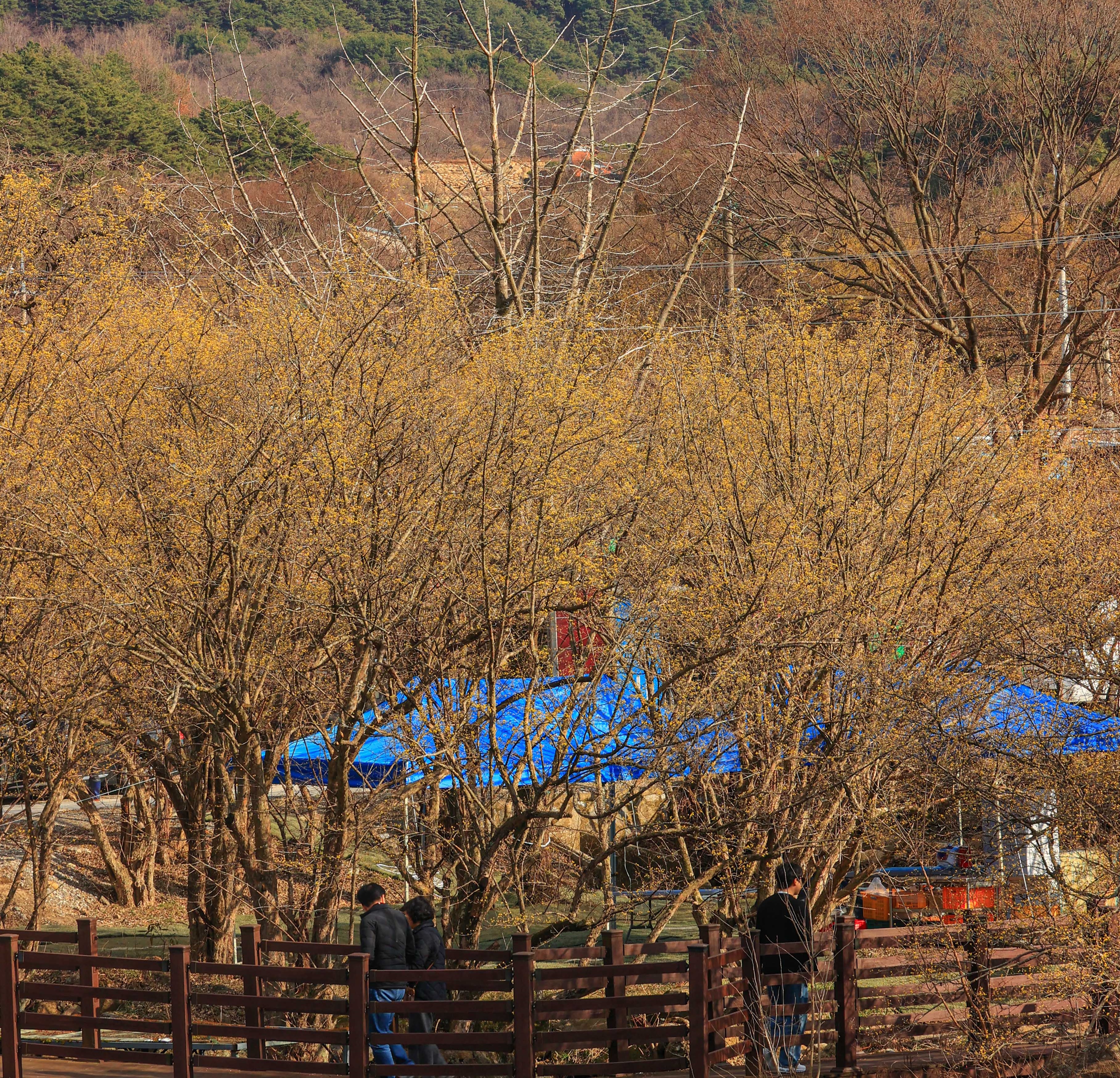 구례 산수유축제 주차장 및 교통편 총정리
