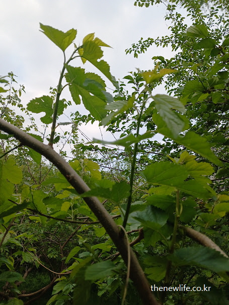 햇살을 받은 어린 뽕잎 – 폴리페놀과 루틴 등 항산화 성분이 풍부한 뽕잎 효능의 실제 모습