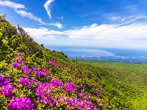 한라산 철쭉제 사진 이미지