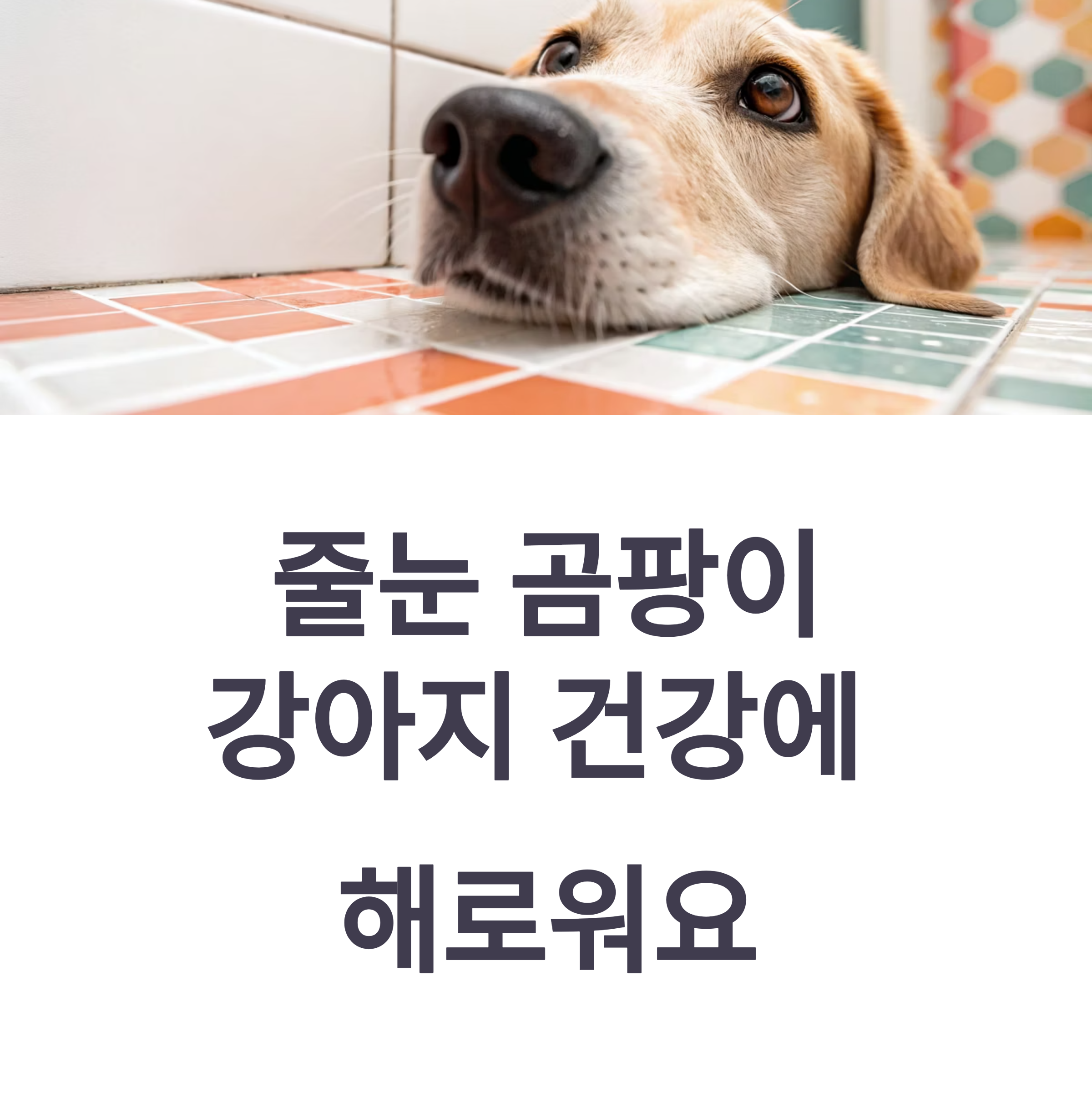 줄눈 곰팡이, 강아지 건강에도 해로울 수 있습니다