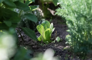 임신 초기부터 후기까지: 쑥 섭취 가이드 및 자궁 건강을 지키는 올바른 식습관