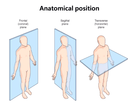 인체-해부학적-자세